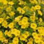 Calibrachoa – Cabaret Deep Yellow – 10″ Hanging Basket